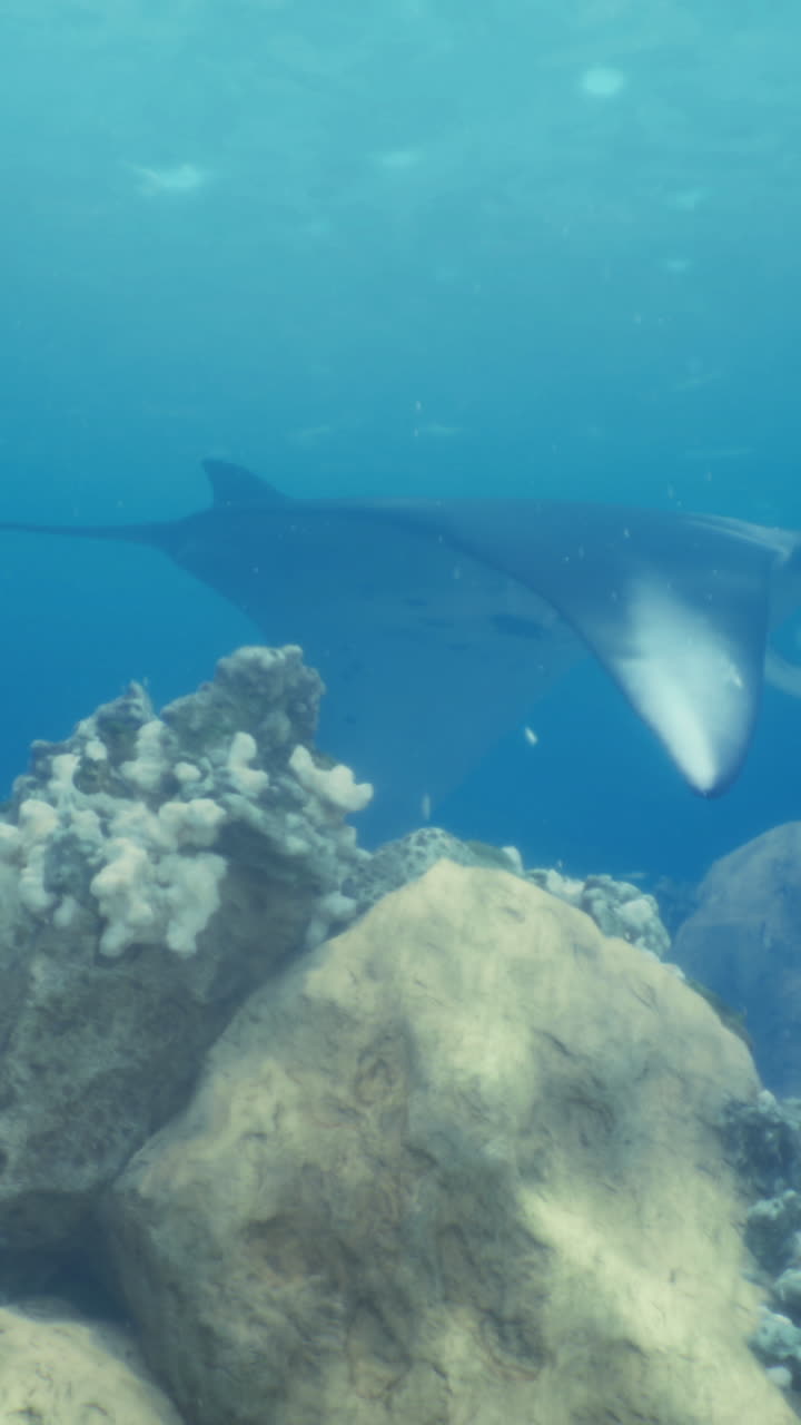 Mysterious ray glides gracefully through vibrant coral reef waters