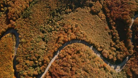 aerial overhead trucking footage of cars cruising along the scenic s-shaped road winding through the autumn coloured forest in the picturesque slovak countryside