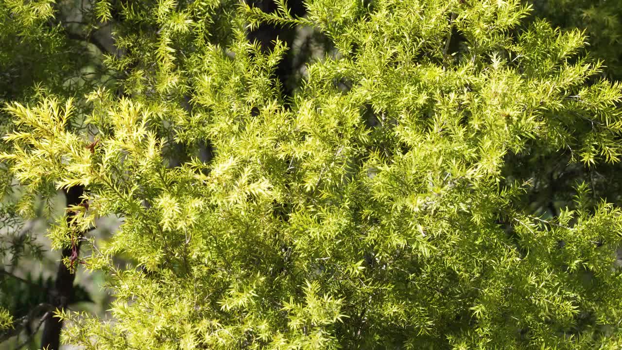 Close-up video of vibrant Melaleuca linariifolia foliage under natural sunlight, showcasing the plant's dense, green leaves