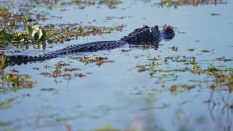yacare caiman, alligator swimming in the wetland with aquatic plants. - wide shot