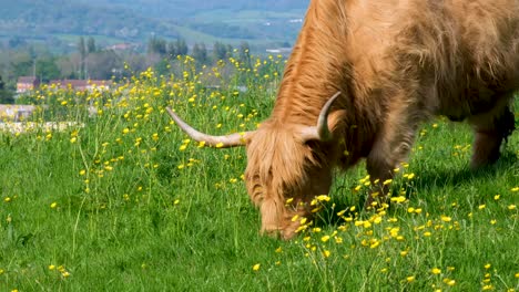 close up of highland cattle with big horns and shaggy hair coat feeding and grazing on green grass in field with yellow buttercup flowers