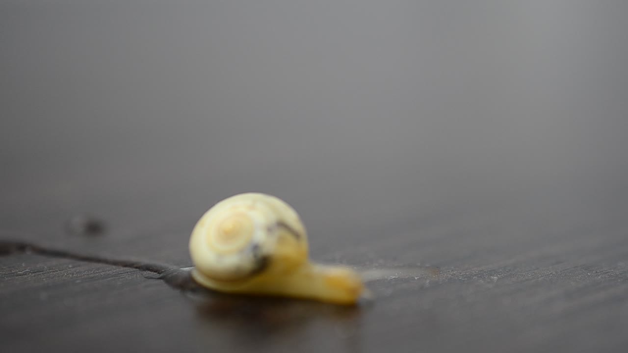 Business meeting, a snail creeps on a table. Business and snail