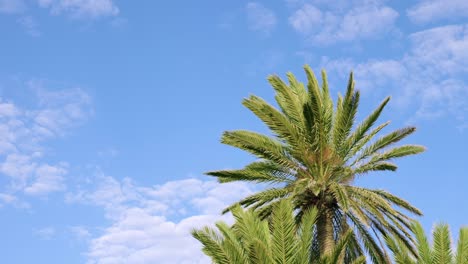 beautiful view of green palm trees against blue cloudy sky