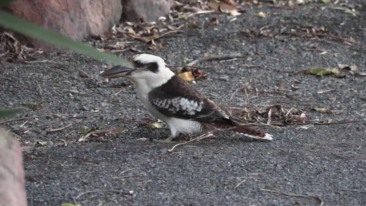뒤뜰 4k uhd에 있는 나무 사이에 물총새