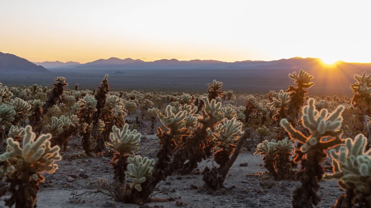 Desert Landscape at Sunrise/Sunset with Cholla and Joshua Trees