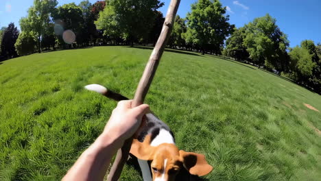 a beagle dog playing fetch with a stick in a sunny park