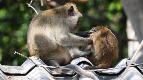 two monkeys engage in grooming on a corrugated metal roof surrounded by greenery.