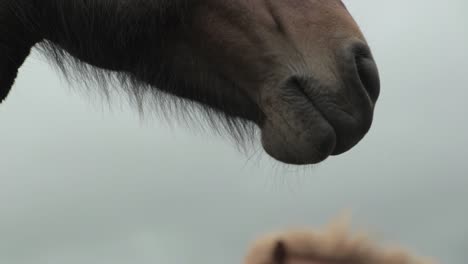 Close-up-of-horse's-muzzle-nose-in-Iceland