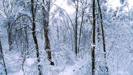 Snowy-branches-in-forest.-Winter-fairy-background