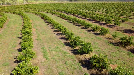 low aerial view of orange plantation in brotas, sao paulo