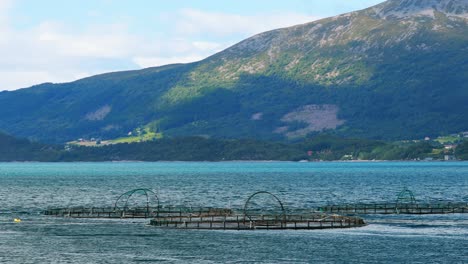 fisheries, fish farm in summer lake or river in beautiful summer sunny day. fish farm salmon in norway