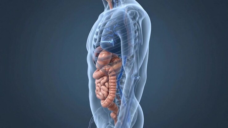 Scientific medical illustration of intestinal tract with bowel structures visible through a transparent torso in a clear anatomical presentation