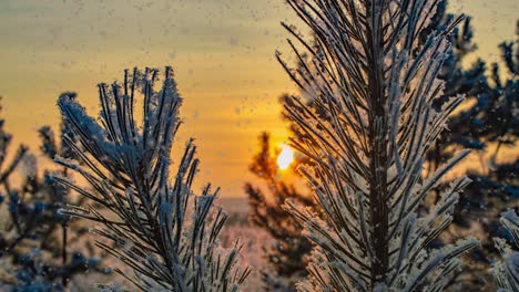 snow falling nature forest trees landscape on white sunny winter day mood. light and bright snow cold time, video loop, cinemagraph. video loop