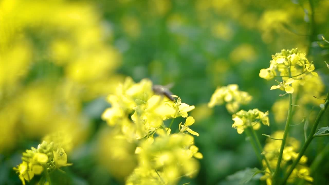 Mustard flowers. Mustard &ndash; mystical flower of happiness and health.
