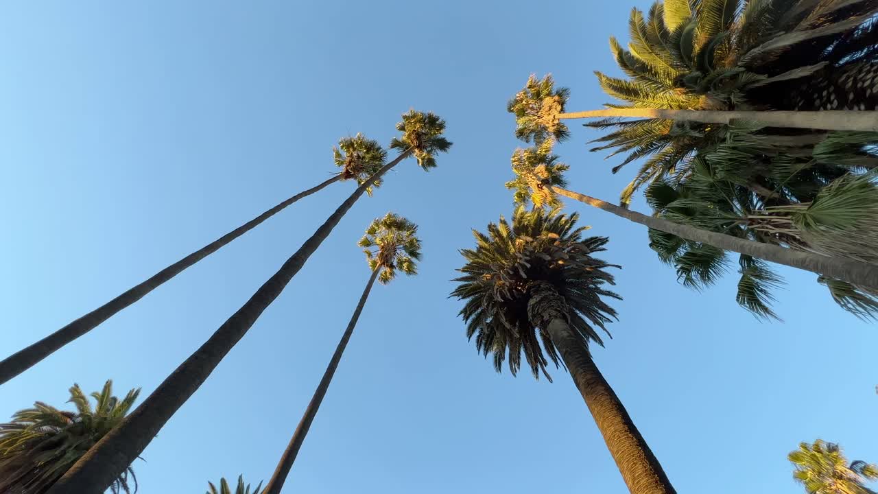 mirando hacia el cielo azul muchas palmeras altas moviéndose en la brisa de verano california