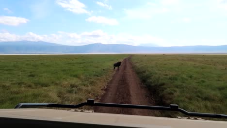 Autofahren-In-Tansania-Mit-Gnus,-Bergkulissen-Und-Grünen-Freiflächen