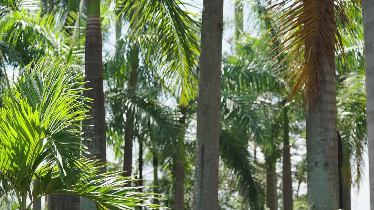 Footage of several palm trees with bright sunlight in Colombia showing tropical landscape, nature and warm climate scenery