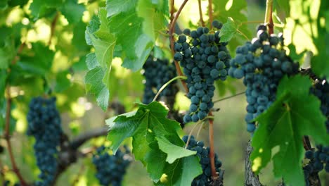 hands cutting ripe bunch of red grapes in vineyard