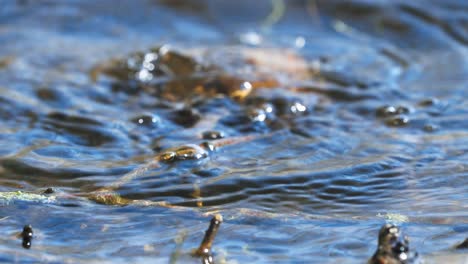 Closeup-of-two-Moor-frog-mating-on-water-pond-then-dive-under,-static,-day