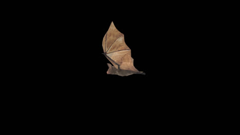 loop animation fly bat with alpha channel