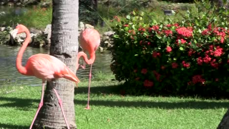 A-flamingo-calmly-walks-beside-a-pond