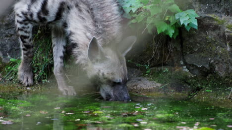 seguimiento de la hiena a rayas salvajes camina por la orilla del río, recoge comida en el agua del pantano y come en cámara lenta