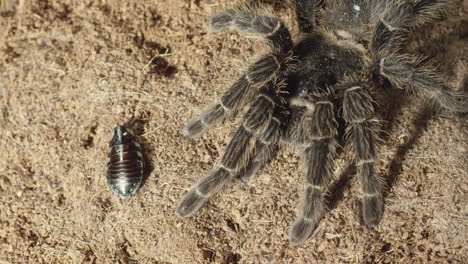 bichos espeluznantes tarántula y cucaracha