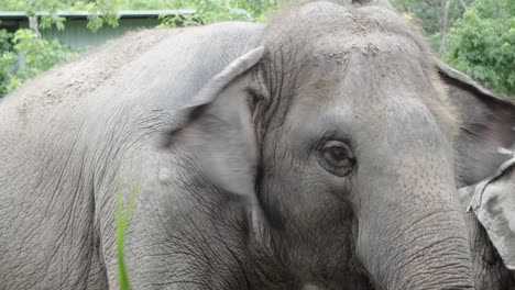 Un-Primer-Plano-Del-Ojo-Y-La-Cabeza-De-Un-Elefante-Asiático-Cautivo-En-Un-Zoológico-Tailandés-Alimentándose-De-Vegetación,-Tailandia