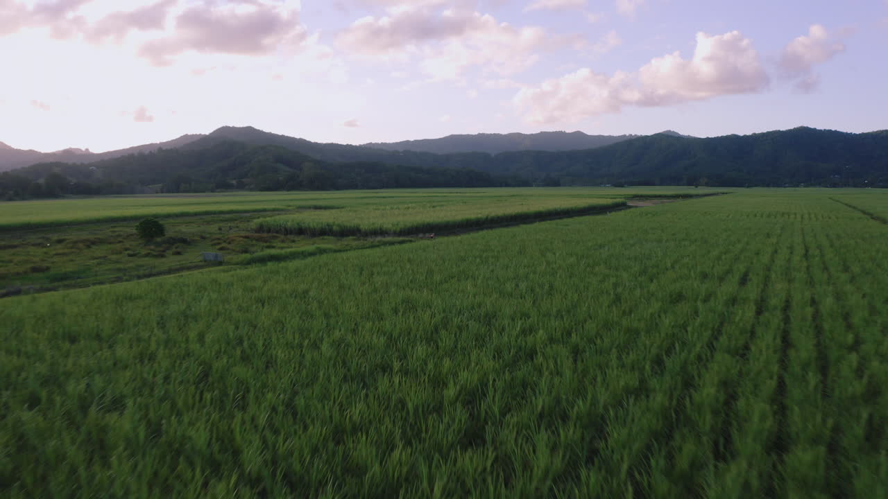 Aerial shot of cane fields with a cyclist on a road
