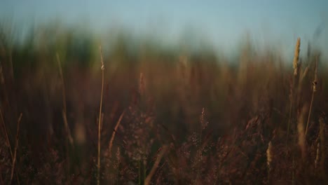 summer grasses and lush vegetation flourishing in krimpenerwaard meadow