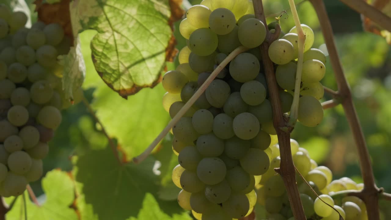 Grappolo d'uva verde appeso alla vite con foglie in vigneto durante il giorno