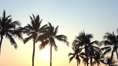 a line of coconut palm trees are silhouetted against a tropical setting sun