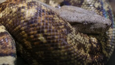 Hog-Boa-Constrictor-Rack-Fokus-Und-Schwenk-Von-Hinten-Auf-Das-Gesicht