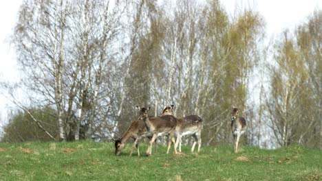 Fallow-deer-female-deer-herd-walking,-sunny-spring-day,-wildlife-concept,-distant-handheld-slow-motion-shot