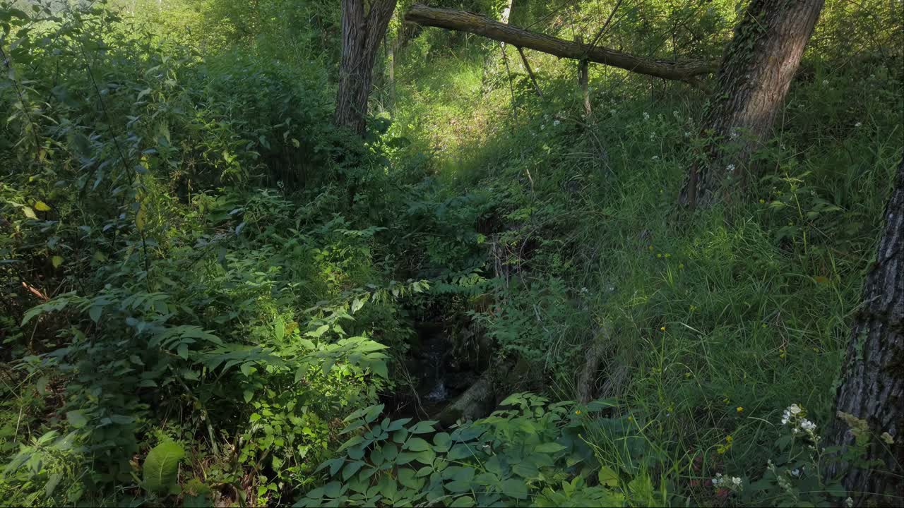 bosque en montseny cerca de viladrau, barcelona, cataluña españa en europa