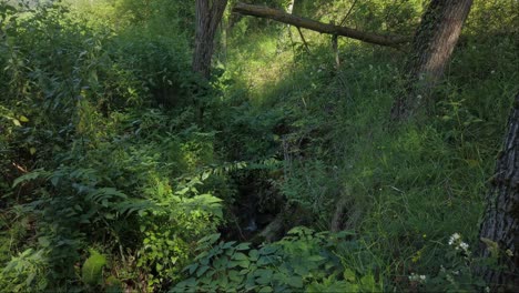 Wald-In-Montseny-In-Der-Nähe-Von-Viladrau,-Barcelona,-Katalonien-Spanien-In-Europa