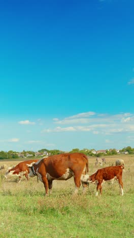 a peaceful rural scene with cows grazing in a green meadow under a blue sky