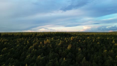 aerial rising shot over veluwe forest landscape