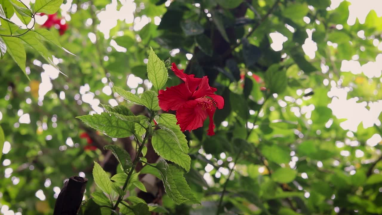Fiore rosso di ibisco isolato con foglie verdi, di giorno, da diverse angolazioni.