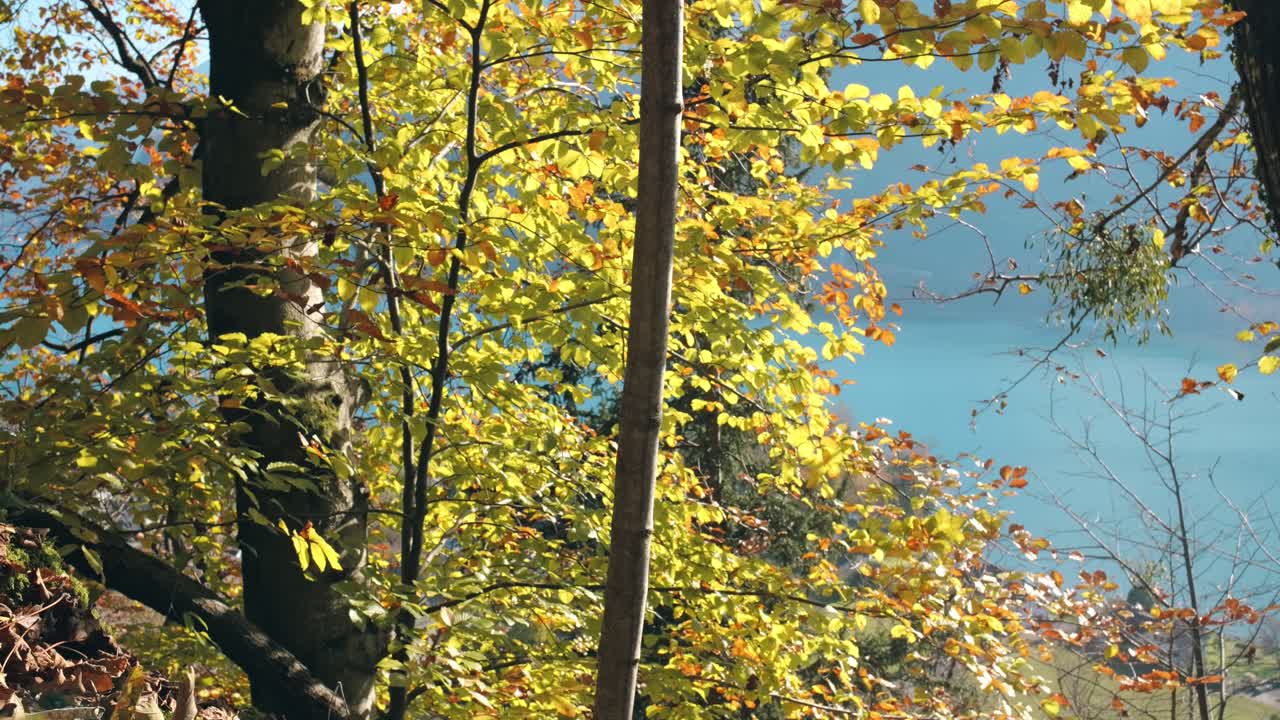 황금색 가을 잎과 배경에는 발렌세의 푸른 물, 발렌슈타트, 스위스