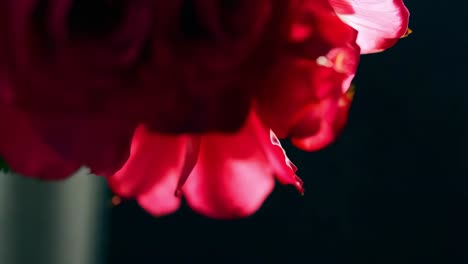 close-up of red rose petals