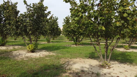 Avellanas-Agricultura-Orgánica-Cultivo-Campo