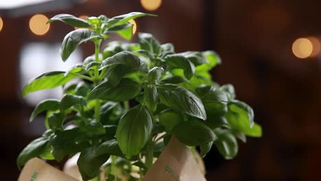 close-up of fresh basil plant