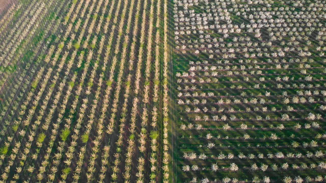 Aerial shot of cherry blossom trees at sunset