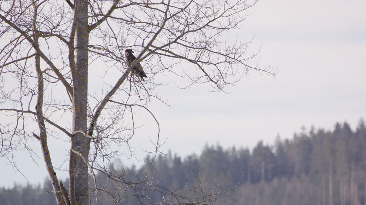 águila marina de cola blanca observa desde un árbol en suecia, tiro ancho estático