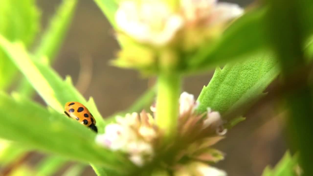 식물에 무당벌레