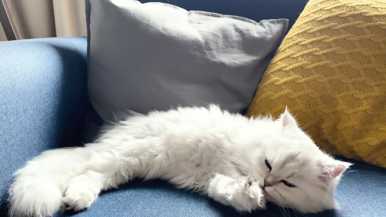 4K video footage of white cat licking her paws and washes herself on armchair