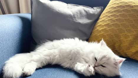 4k video footage of white cat licking her paws and washes herself on armchair