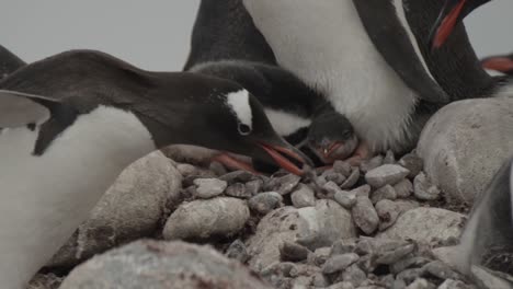 gentoo penguin returns rock to his partners nest that he steals from other nests. very funny and mean. antarctica.