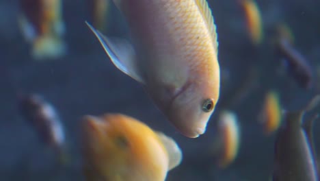 fish swimming in white and orange colors in an aquarium